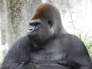 gorilla-928598_960_720